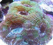 Rainbow Acan Echinata.jpg