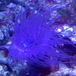 tube anemone.jpg