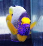 Marine-Fish-for-Sale-WN05.jpg