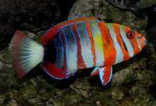 harlequin-tuskfish.jpg