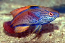 LineatusWrasse1.jpg