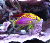 pseudanthias_ventralis.jpg