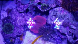 pink haddoni (3).jpg
