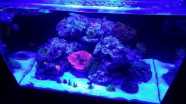 pink haddoni (4).jpg