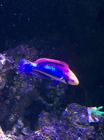 Fairy Wrasse Pic.jpg