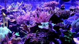 THECORALREEFLLC - IMG_2494.jpg