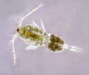 copepod2.jpg