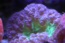 MY Ugly corals 1 002.jpg