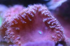 MY Ugly corals 1 003.jpg