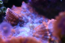 MY Ugly corals 1 004.jpg