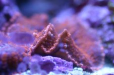 MY Ugly corals 1 005.jpg