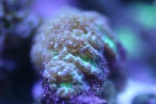 MY Ugly corals 1 006.jpg