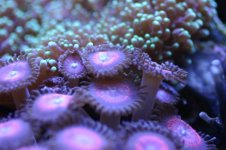 MY Ugly corals 1 008.jpg