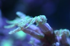 MY Ugly corals 1 007.jpg