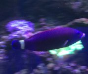 chistletooth wrasse.JPG