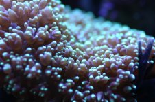 MY Ugly corals 1 009.jpg