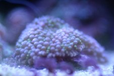 MY Ugly corals 1 010.jpg