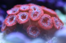 MY Ugly corals 1 013.jpg