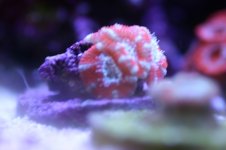 MY Ugly corals 1 014.jpg