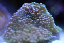 MY Ugly corals 1 016.jpg