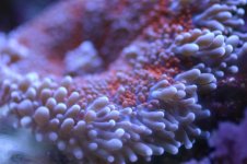 MY Ugly corals 1 018.jpg