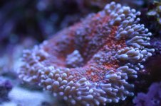 MY Ugly corals 1 020.jpg