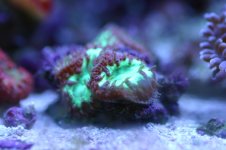 MY Ugly corals 1 021.jpg