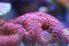 MY Ugly corals 1 022.jpg