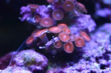 MY Ugly corals 1 023.jpg