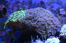 MY Ugly corals 1 024.jpg