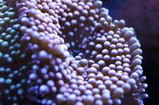 MY Ugly corals 1 025.jpg