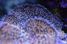 MY Ugly corals 1 027.jpg