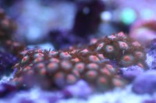 MY Ugly corals 1 029.jpg