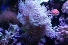 MY Ugly corals 1 033.jpg