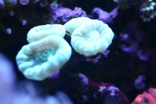 MY Ugly corals 1 036.jpg