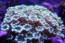 MY Ugly corals 1 037.jpg