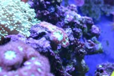 MY Ugly corals 1 040.jpg