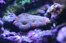 MY Ugly corals 1 042.jpg