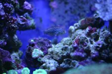 MY Ugly corals 1 047.jpg