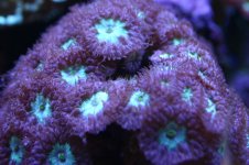 MY Ugly corals 1 048.jpg