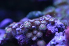 MY Ugly corals 1 049.jpg