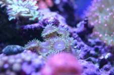 MY Ugly corals 1 050.jpg