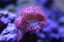 MY Ugly corals 1 051.jpg