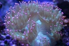 MY Ugly corals 1 053.jpg