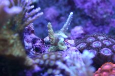 MY Ugly corals 1 054.jpg