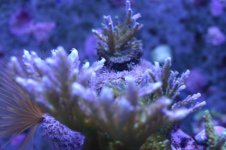 MY Ugly corals 1 055.jpg