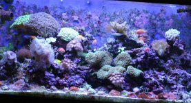 MY Ugly corals 1 057.jpg