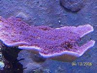 purpleCapBluePolyps.jpg