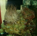 Purple Tip Anemone.JPG