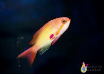 anthias orange1.jpg